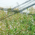 Attending ‘Nature Urbaine en Projets’ conference in Paris